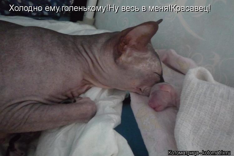 Холодно ему,голенькому!Ну весь в меня!Красавец!... Котоматрица: Холодно ему,голенькому!Ну весь в меня!Красавец!