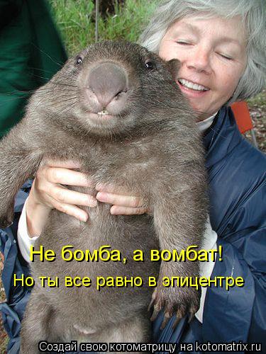 Не бомба, а вомбат! Но ты все равно в эпицентре... Котоматрица: Не бомба, а вомбат! Но ты все равно в эпицентре