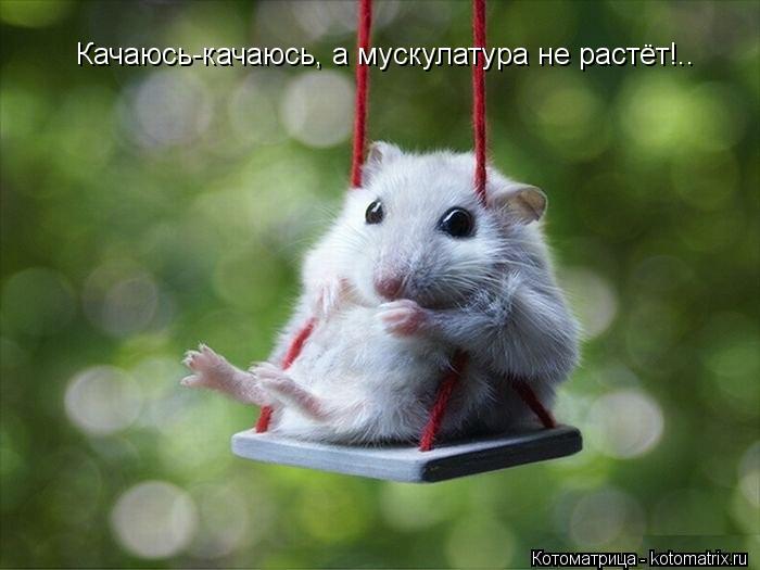 Качаюсь-качаюсь, а мускулатура не растёт!..... Котоматрица: Качаюсь-качаюсь, а мускулатура не растёт!..