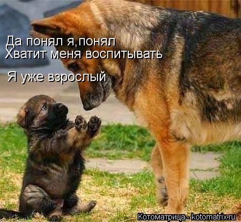Да понял я,понял Хватит меня воспитывать Я уже взрослый... Котоматрица: Да понял я,понял Хватит меня воспитывать Я уже взрослый