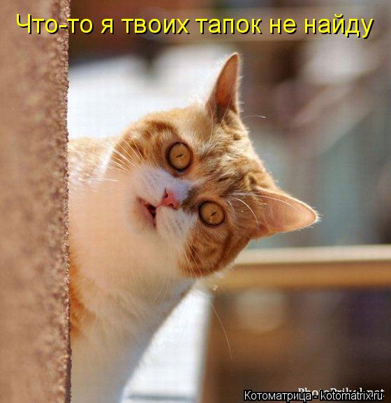 Что-то я твоих тапок не найду... Котоматрица: Что-то я твоих тапок не найду