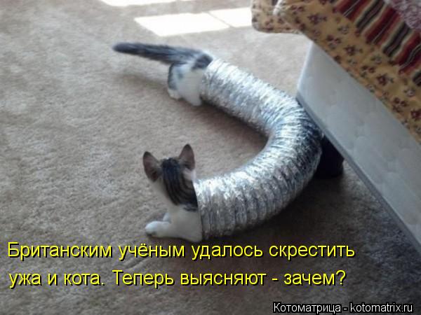 Британским учёным удалось скрестить ужа и кота. Теперь выясняют - зачем?... Котоматрица: Британским учёным удалось скрестить ужа и кота. Теперь выясняют - зачем?