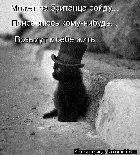 Может, за британца сойду... Понравлюсь кому-нибудь... Возьмут к себе жить....... Котоматрица: Может, за британца сойду... Понравлюсь кому-нибудь... Возьмут к себе жить....