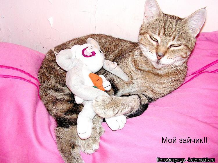 Мой зайчик!!!... Котоматрица: Мой зайчик!!!