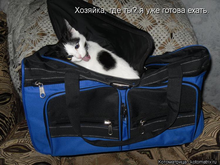 Котоматрица: Хозяйка, где ты? я уже готова ехать.