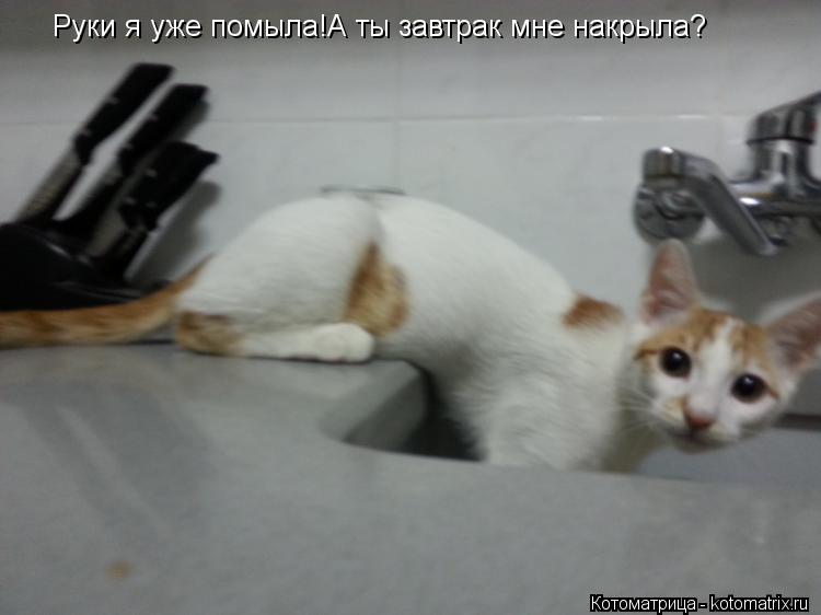 Руки я уже помыла!А ты завтрак мне накрыла?... Котоматрица: Руки я уже помыла!А ты завтрак мне накрыла?