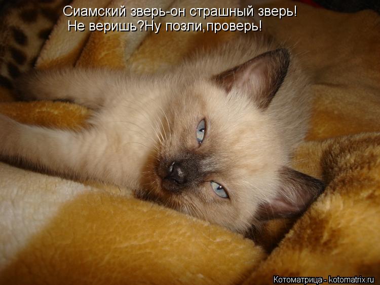 Сиамский зверь-он страшный зверь! Не веришь?Ну позли,проверь!... Котоматрица: Сиамский зверь-он страшный зверь! Не веришь?Ну позли,проверь!