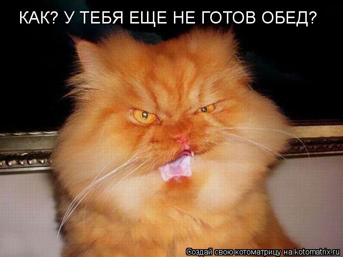 КАК? У ТЕБЯ ЕЩЕ НЕ ГОТОВ ОБЕД?... Котоматрица: КАК? У ТЕБЯ ЕЩЕ НЕ ГОТОВ ОБЕД?