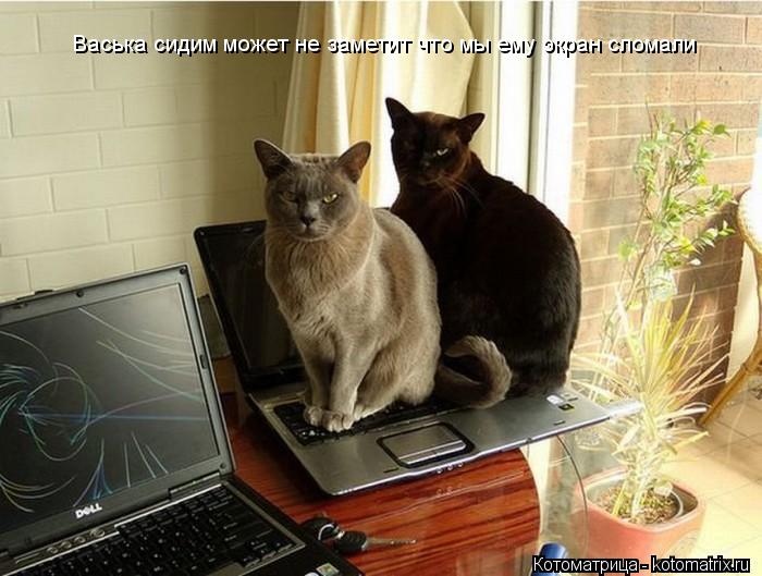 Котоматрица: Васька сидим может не заметит что мы ему экран сломали