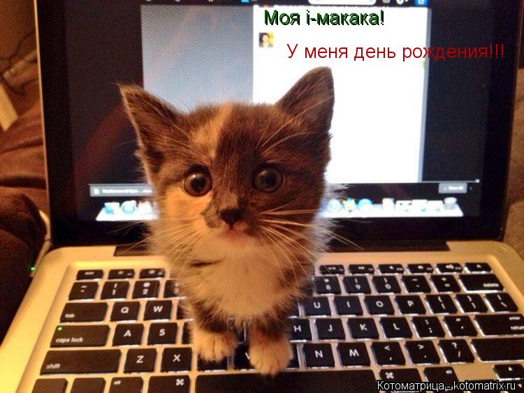 Моя i-макака! У меня день рождения!!!... Котоматрица: Моя i-макака! У меня день рождения!!!