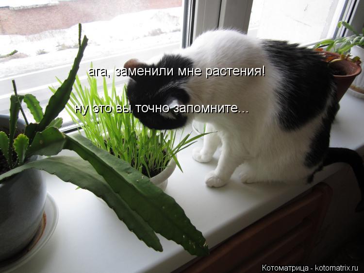 Котоматрица: ага, заменили мне растения! ну это вы точно запомните...