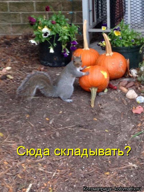 Сюда складывать?... Котоматрица: Сюда складывать?