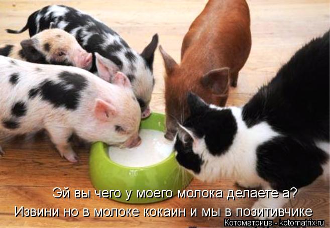 Котоматрица: Эй вы чего у моего молока делаете а? Извини но в молоке кокаин и мы в позитивчике