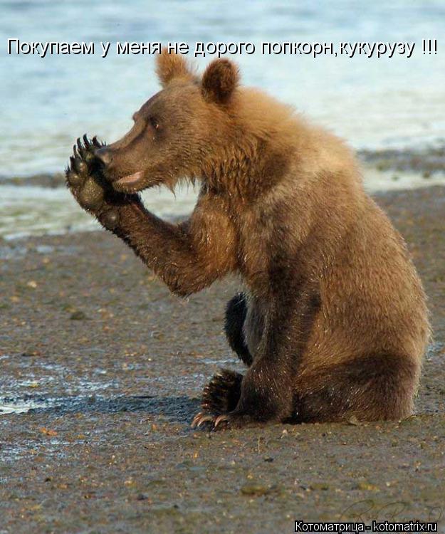 Покупаем у меня не дорого попкорн,кукурузу !!!... Котоматрица: Покупаем у меня не дорого попкорн,кукурузу !!!