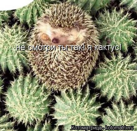 Котоматрица: не смотри ты так! я кактус!
