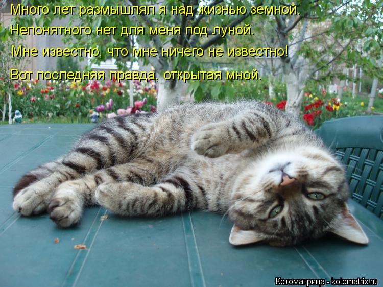 Много лет размышлял я над жизнью земной. Непонятного нет для меня под луной. Мне известно, что мне ни... Котоматрица: Много лет размышлял я над жизнью земной. Непонятного нет для меня под луной. Мне известно, что мне ничего не известно! Вот последняя правда,