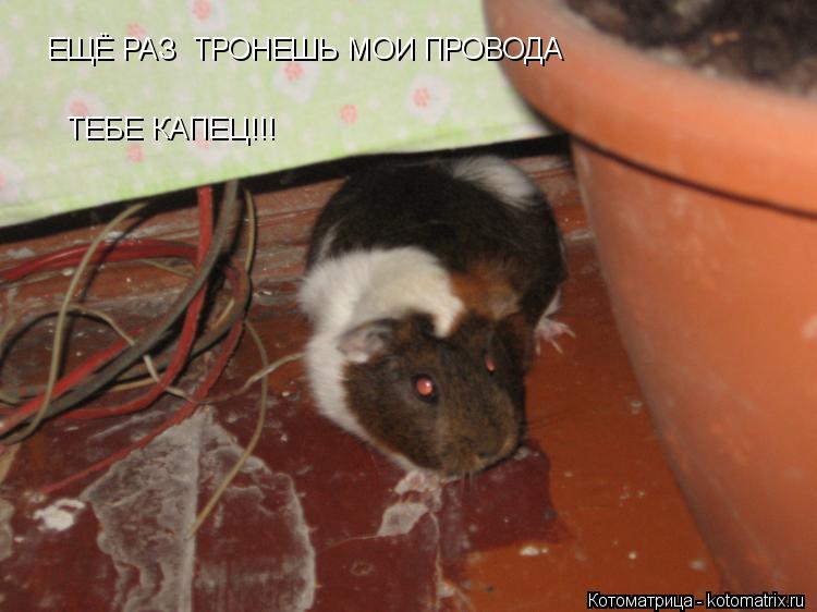 ЕЩЁ РАЗ ТРОНЕШЬ МОИ ПРОВОДА ТЕБЕ КАПЕЦ!!!... Котоматрица: ЕЩЁ РАЗ ТРОНЕШЬ МОИ ПРОВОДА ТЕБЕ КАПЕЦ!!!
