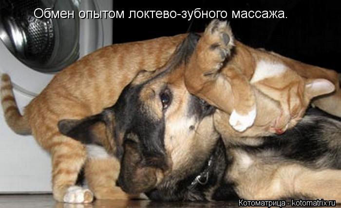 Обмен опытом локтево-зубного массажа.... Котоматрица: Обмен опытом локтево-зубного массажа.