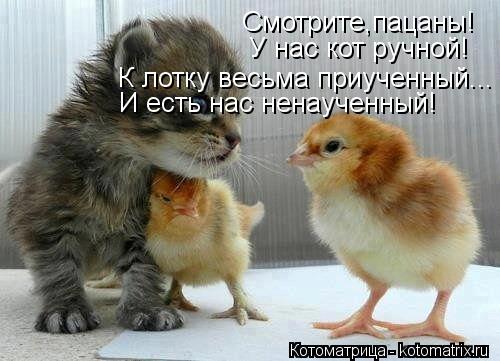 Смотрите,пацаны! У нас кот ручной! К лотку весьма приученный... И есть нас ненаученный!... Котоматрица: Смотрите,пацаны! У нас кот ручной! К лотку весьма приученный... И есть нас ненаученный!