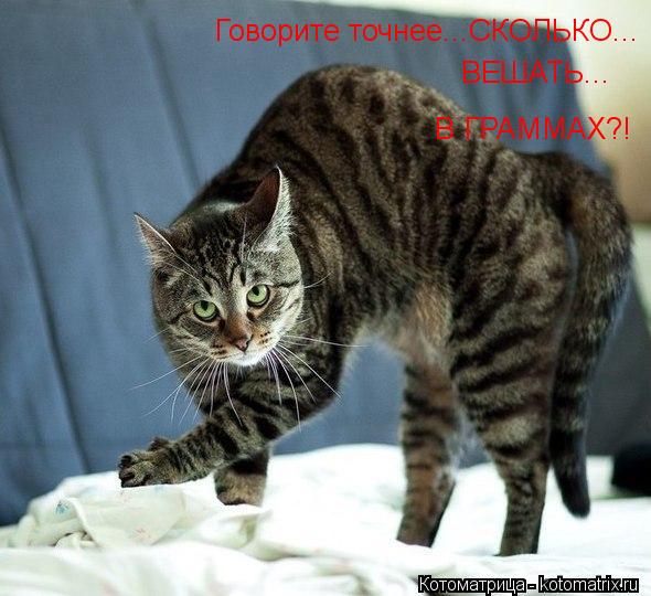 Говорите точнее...СКОЛЬКО... ВЕШАТЬ... В ГРАММАХ?!... Котоматрица: Говорите точнее...СКОЛЬКО... ВЕШАТЬ... В ГРАММАХ?!