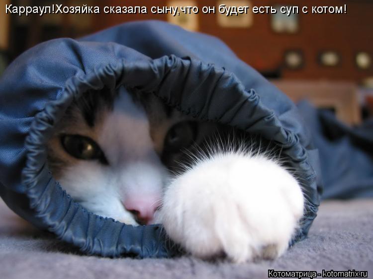Карраул!Хозяйка сказала сыну,что он будет есть суп с котом!... Котоматрица: Карраул!Хозяйка сказала сыну,что он будет есть суп с котом!