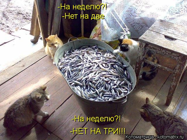 -На неделю?! -Нет на две -На неделю?! -НЕТ НА ТРИ!!!... Котоматрица: -На неделю?! -Нет на две -На неделю?! -НЕТ НА ТРИ!!!