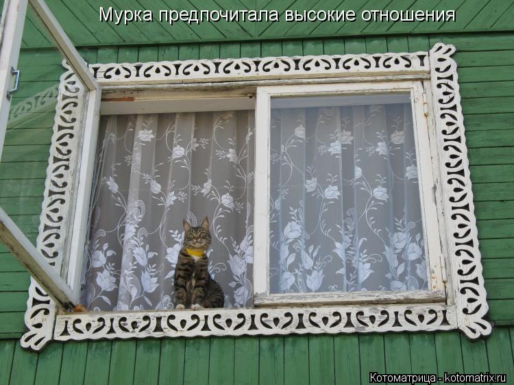 Мурка предпочитала высокие отношения... Котоматрица: Мурка предпочитала высокие отношения
