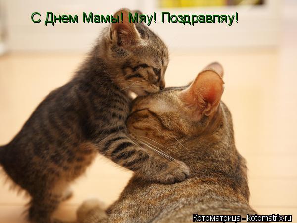 С Днем Мамы! Мяу! Поздравляу!... Котоматрица: С Днем Мамы! Мяу! Поздравляу!