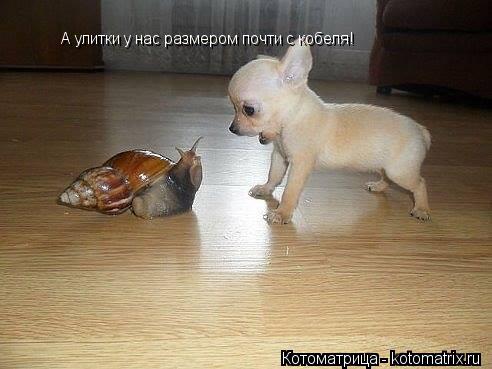 А улитки у нас размером почти с кобеля!... Котоматрица: А улитки у нас размером почти с кобеля!