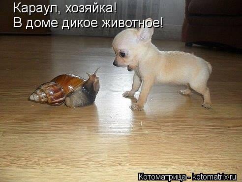 Караул, хозяйка! В доме дикое животное!... Котоматрица: Караул, хозяйка! В доме дикое животное!