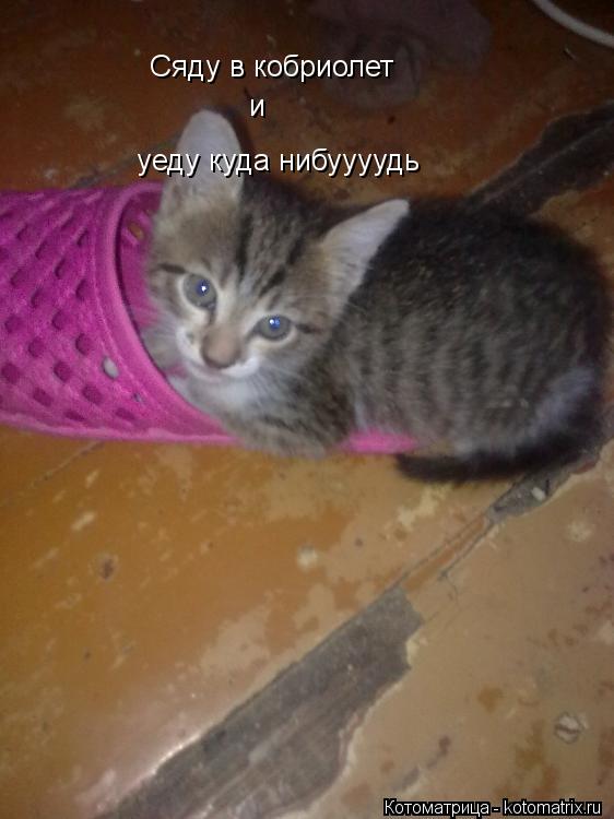 Сяду в кобриолет и уеду куда нибуууудь... Котоматрица: Сяду в кобриолет и уеду куда нибуууудь