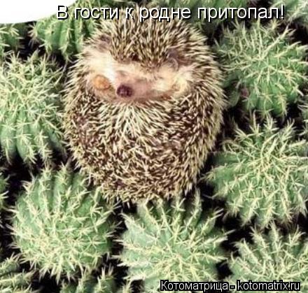 В гости к родне притопал!... Котоматрица: В гости к родне притопал!
