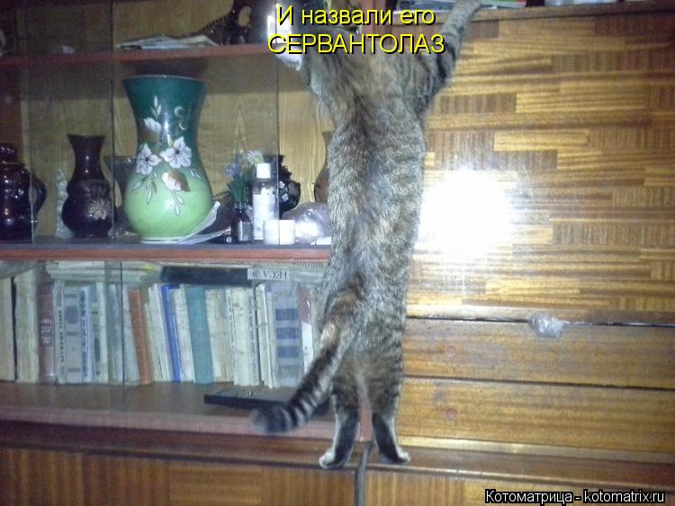 И назвали его СЕРВАНТОЛАЗ... Котоматрица: И назвали его СЕРВАНТОЛАЗ