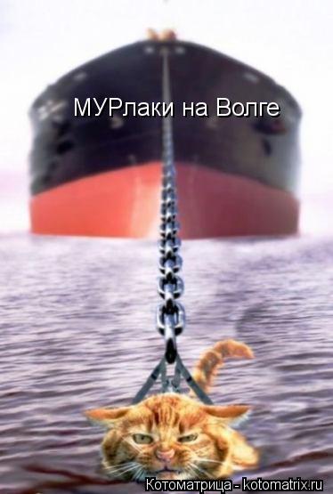 МУРлаки на Волге... Котоматрица: МУРлаки на Волге