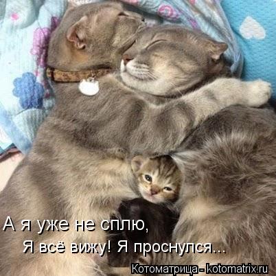 А я уже не сплю, Я всё вижу! Я проснулся...... Котоматрица: А я уже не сплю, Я всё вижу! Я проснулся...
