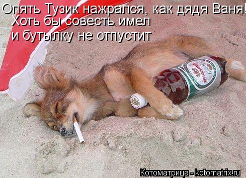 Хоть бы совесть имел и бутылку не отпустит Опять Тузик нажрался, как дядя Ваня!... Котоматрица: Хоть бы совесть имел и бутылку не отпустит Опять Тузик нажрался, как дядя Ваня!