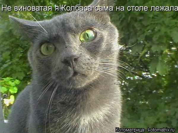 Не виноватая я!Колбаса сама на столе лежала!... Котоматрица: Не виноватая я!Колбаса сама на столе лежала!
