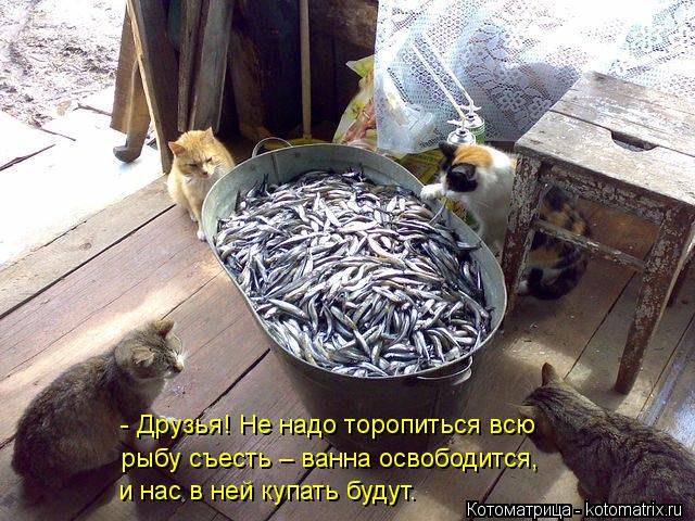 Котоматрица: - Друзья! Не надо торопиться всю  рыбу съесть – ванна освободится, и нас в ней купать будут.