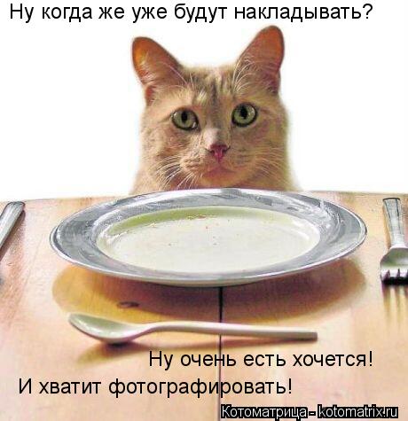 Ну когда же уже будут накладывать? Ну очень есть хочется! И хватит фотографировать!... Котоматрица: Ну когда же уже будут накладывать? Ну очень есть хочется! И хватит фотографировать!