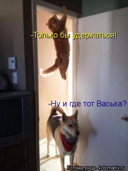 -Ну и где тот Васька? -Только бы удержаться!... Котоматрица: -Ну и где тот Васька? -Только бы удержаться!