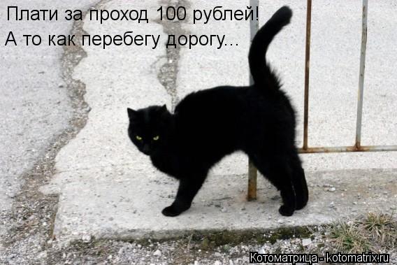 Котоматрица: Плати за проход 100 рублей! А то как перебегу дорогу...
