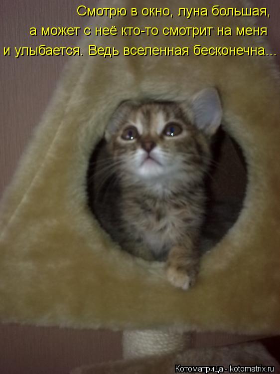 Смотрю в окно, луна большая, а может с неё кто-то смотрит на меня и улыбается. Ведь вселенная беск... Котоматрица: Смотрю в окно, луна большая, а может с неё кто-то смотрит на меня и улыбается. Ведь вселенная бесконечна…