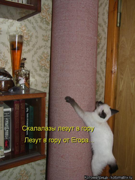 Скалалазы лезут в гору Лезут в гору от Егора...... Котоматрица: Скалалазы лезут в гору Лезут в гору от Егора...