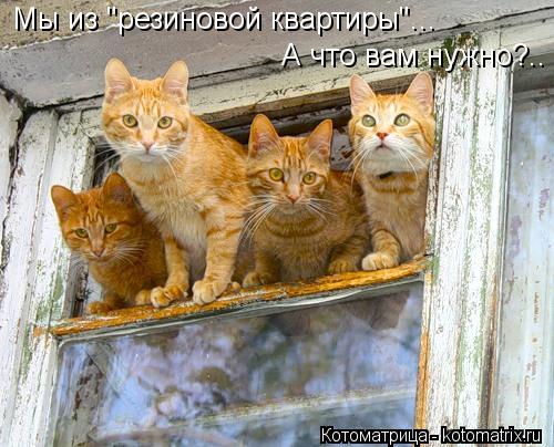 Мы из "резиновой квартиры"... А что вам нужно?..... Котоматрица: Мы из "резиновой квартиры"... А что вам нужно?..