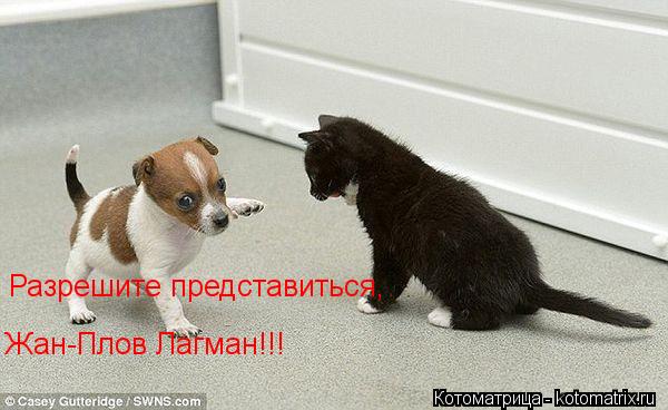 Разрешите представиться, Жан-Плов Лагман!!!... Котоматрица: Разрешите представиться, Жан-Плов Лагман!!!
