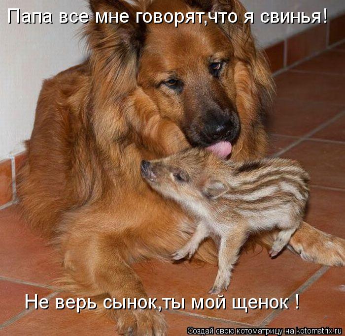 Папа все мне говорят,что я свинья! Не верь сынок,ты мой щенок !... Котоматрица: Папа все мне говорят,что я свинья! Не верь сынок,ты мой щенок !