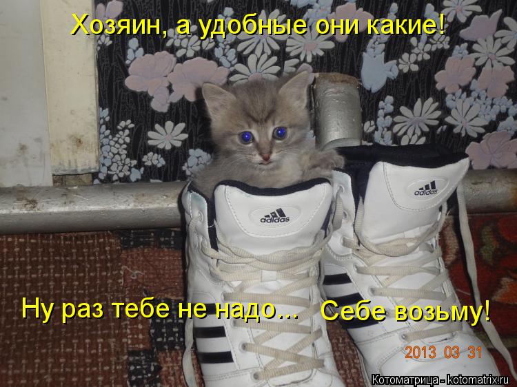 Хозяин, а удобные они какие! Ну раз тебе не надо... Себе возьму!... Котоматрица: Хозяин, а удобные они какие! Ну раз тебе не надо... Себе возьму!