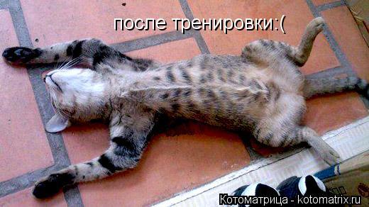 Котоматрица: после тренировки:(