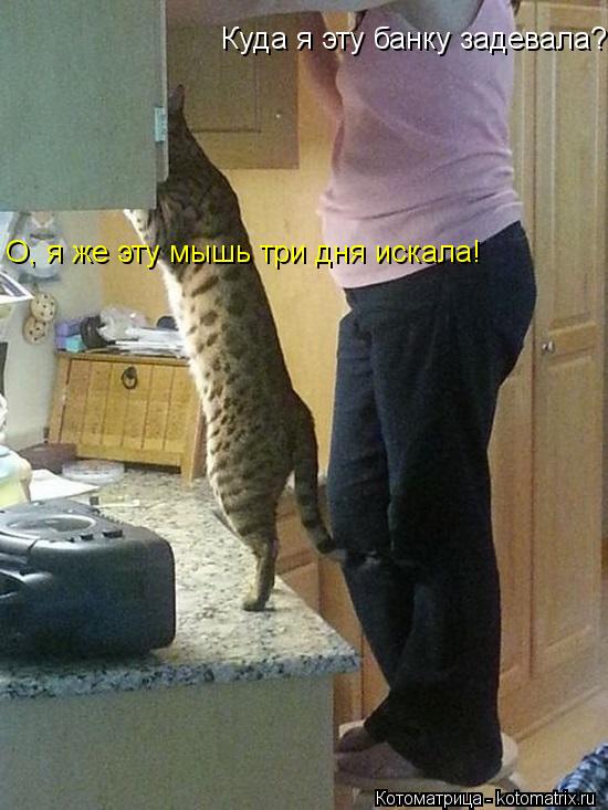Куда я эту банку задевала? О, я же эту мышь три дня искала!... Котоматрица: Куда я эту банку задевала? О, я же эту мышь три дня искала!