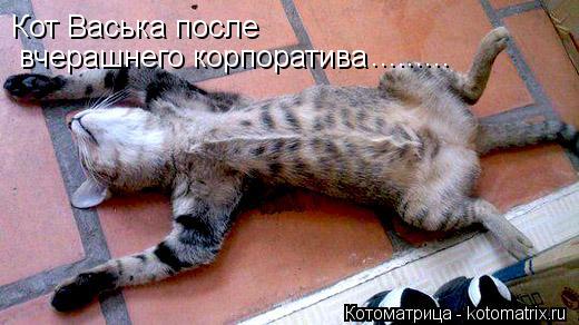 вчерашнего корпоратива Кот Васька после ............ Котоматрица: вчерашнего корпоратива Кот Васька после .........
